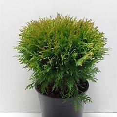 Thuja occ. 'Danica'
