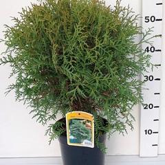 Thuja occ. 'Globosa'