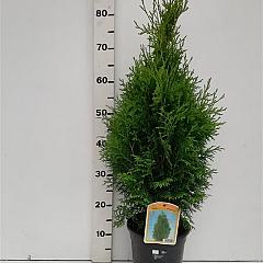 Thuja occ. 'Holmstrup'