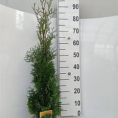 Thuja occ. 'Thun Man'