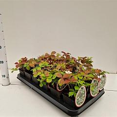 Cornus canadensis