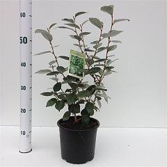 Elaeagnus ebbingei