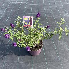 Buddleja d. 'Black Knight'