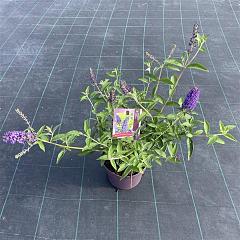 Buddleja d. 'Empire Blue'