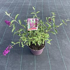 Buddleja d. 'Royal Red'