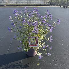 Caryopteris cland. 'Heavenly Blue'