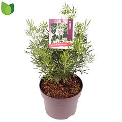 Choisya ternata White Dazzler
