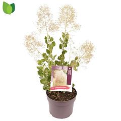 Cotinus cog. 'Young Lady'