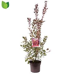 Cotinus Dusky Maiden