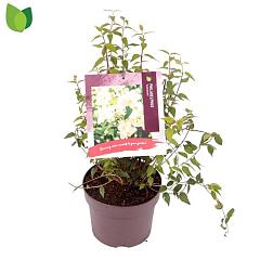 Philadelphus 'Lemoinei'