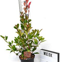 Photinia fraseri 'Red Robin'