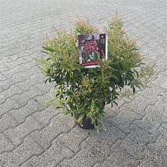 Pieris jap. 'Passion'