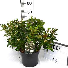 Viburnum tinus