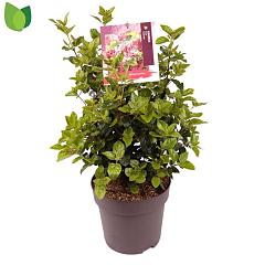 Viburnum tinus 'Lisarose'