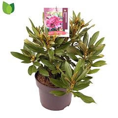 Rhododendron (P) 'Polarnacht'