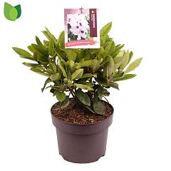 Rhododendron 'Blue Peter'