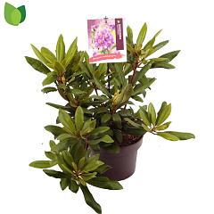 Rhododendron 'Marcel Menard'