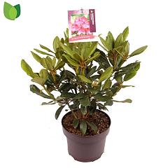 Rhododendron 'Nova Zembla'