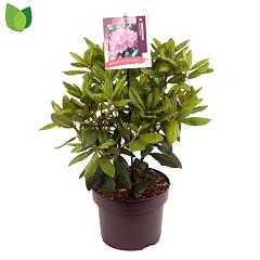 Rhododendron 'Roseum Elegans'