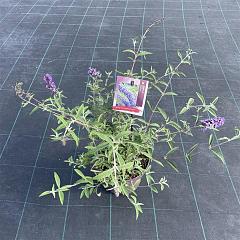Buddleja d. 'Nanho Blue'