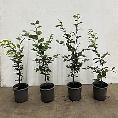 Fagus sylvatica