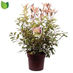 Photinia fraseri 'Red Robin'
