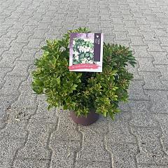 Pieris jap. 'Cupido'