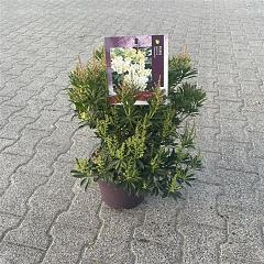 Pieris jap. 'Debutante'