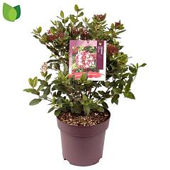 Viburnum tinus 'Gwenllian'