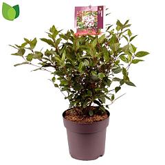 Viburnum tinus 'Spirit'