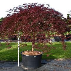 Acer pal. 'Inaba-shidare'