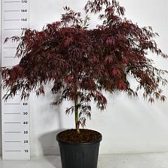 Acer pal. 'Tamukeyama'