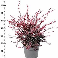 Berberis thunb. 'Harlequin'