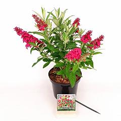 Buddleja d. 'Butterfly Candy Little Ruby'