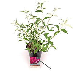 Buddleja d. 'Royal Red'