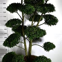 Ilex mutchagara