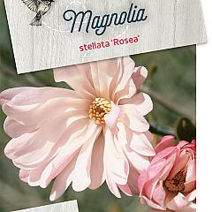 Magnolia st. 'Rosea'