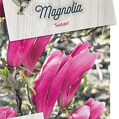 Magnolia 'Susan'