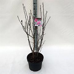 Magnolia 'Susan'