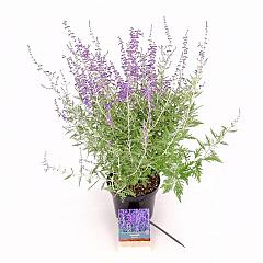 Perovskia 'Blue Spire'