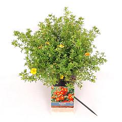 Potentilla f. 'Red Ace'