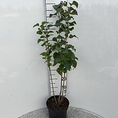 Syringa vulgaris