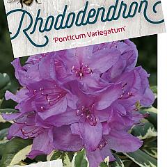 Rhododendron pont. 'Variegatum'