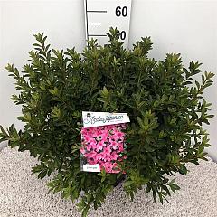 Rhododendron (AJ) 'Mad. van Hecke'