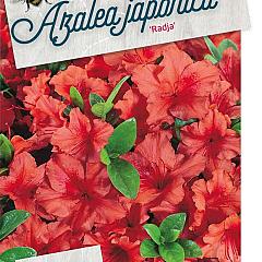 Rhododendron (AJ) 'Radja'