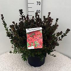 Rhododendron (AJ) 'Stewartstonian'