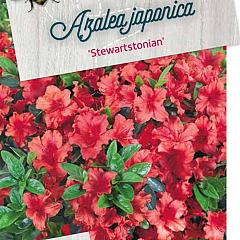 Rhododendron (AJ) 'Stewartstonian'