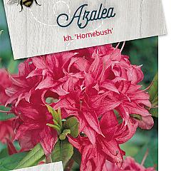 Rhododendron (AK) 'Homebush'