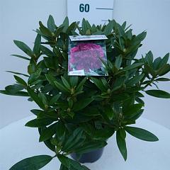 Rhododendron (P) 'Polarnacht'