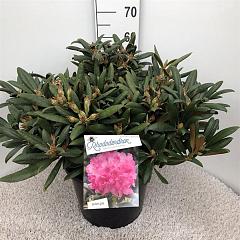 Rhododendron (Y) 'Kalinka'